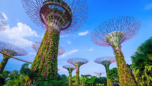 A view looking upwards at solar trees amongst real trees in a park area