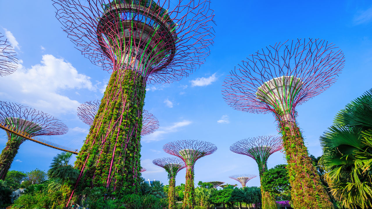 A view looking upwards at solar trees amongst real trees in a park area