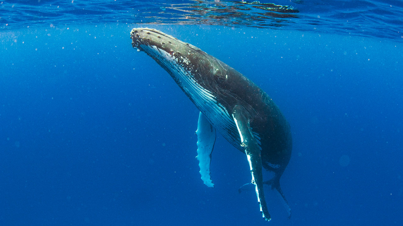 Image taken underwater of a humpback whale coming toward the surface