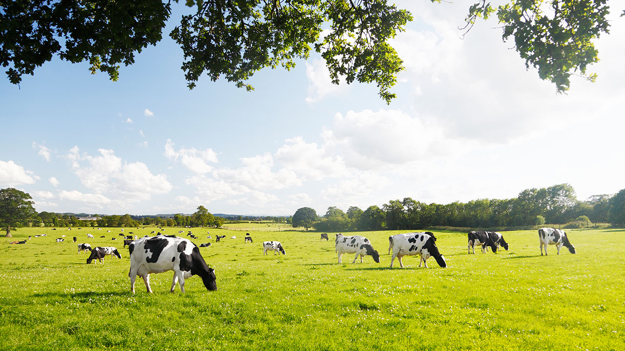 A herd of cows grazing in a field