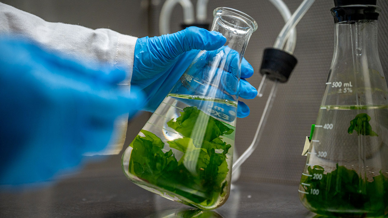 Scientist holds a beaker containing macroalgae for lab testing and evaluation