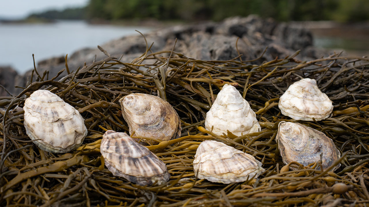 Oyster shells and macroalgae (such as kelp) serve as restoration solutions to promote ocean health