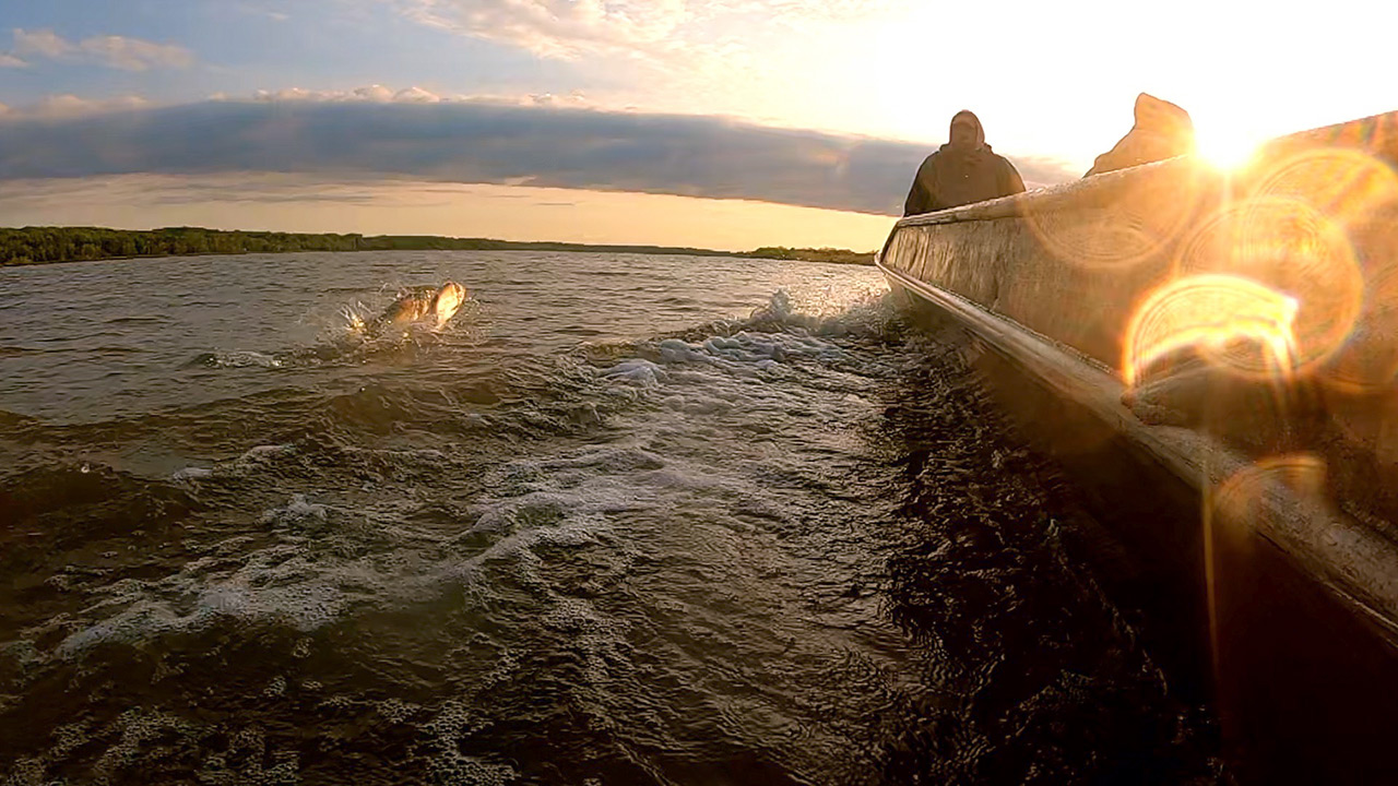 Asian carp jumping out of the water alongside a fishing boat on the Illinois River