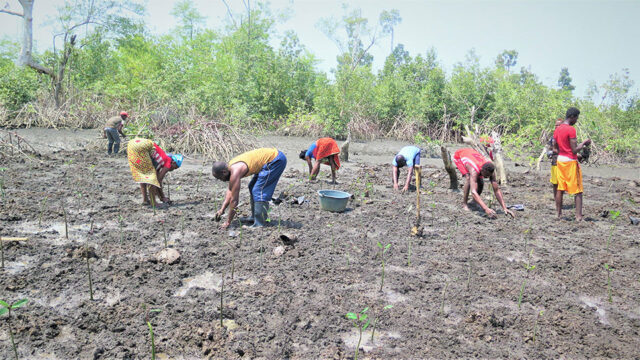 A group of people in West Africa plant mangrove seedlings through a Tetra Tech-supported climate adaptation program
