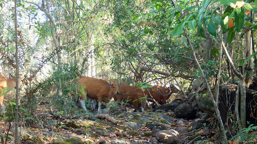 Critically endangered wildlife, such as these wild cattle caught on a camera trap