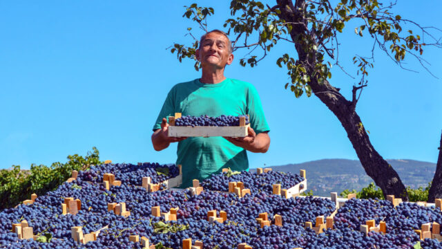 A berry farmer in Kosovo displays his latest crop yield