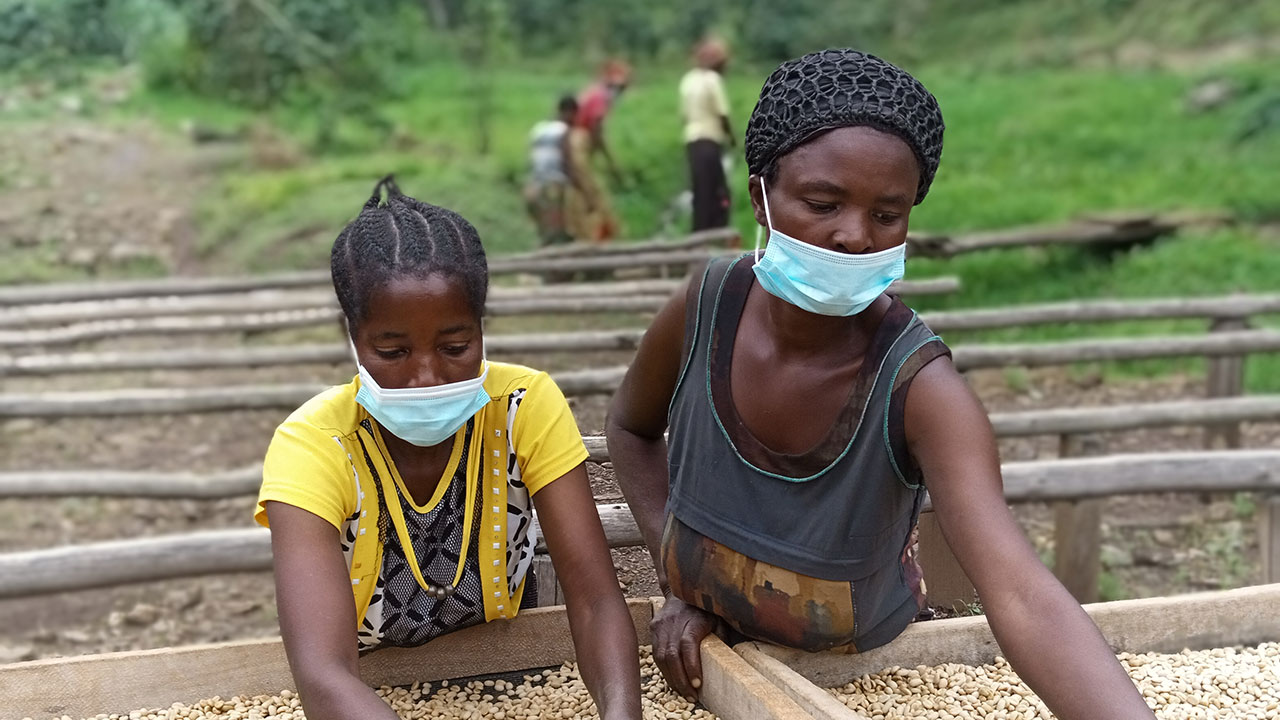 Women sorting coffee at the Kazo washing station in Kalehe