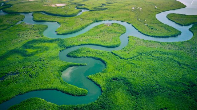 Aerial view of mangroves in West Africa