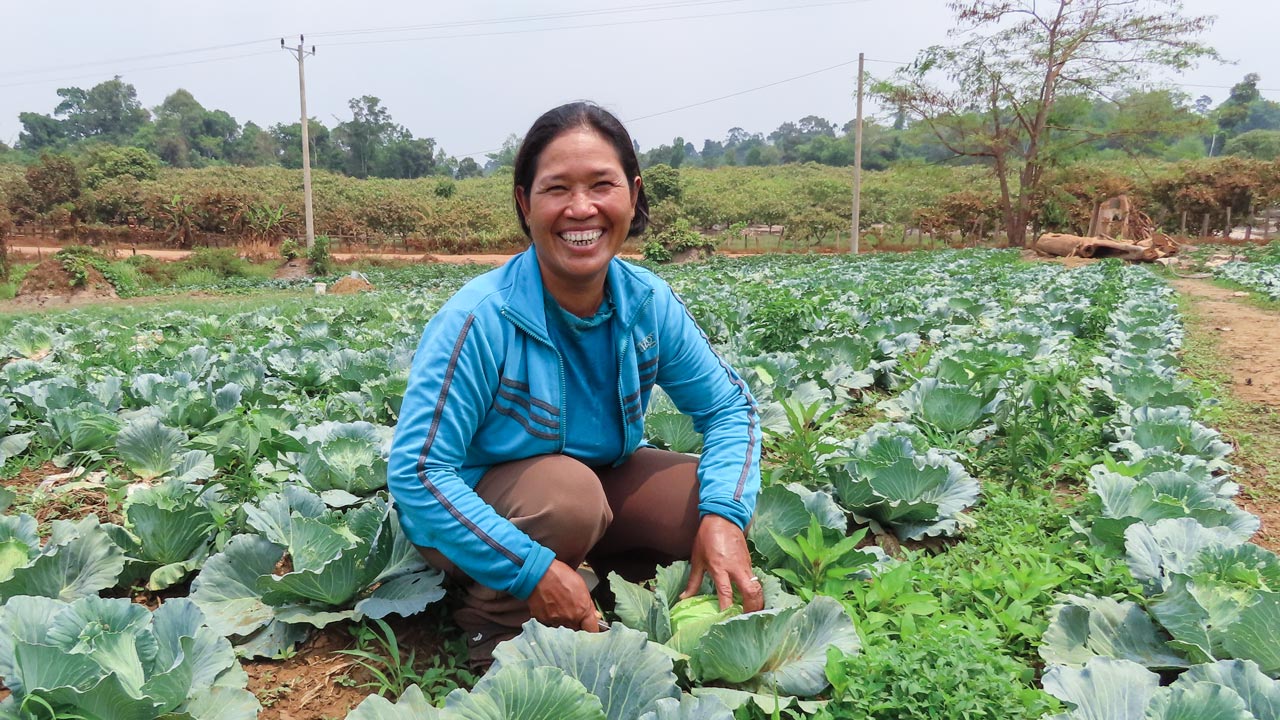 Woman kneels in her field of cabbage in Cambodia