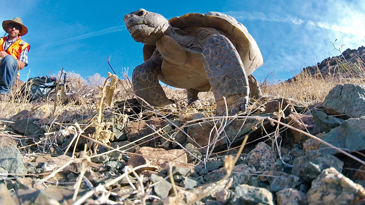 A turtle pictured standing on rocks with a person squatting nearby