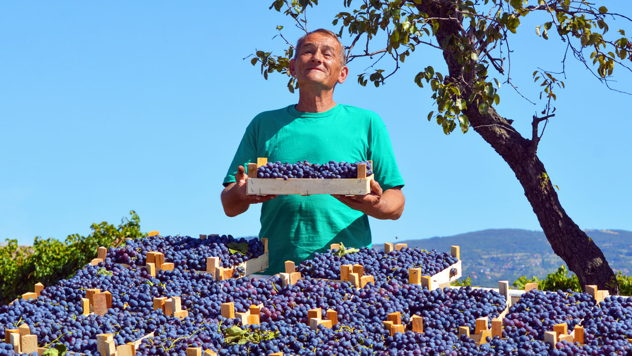 Man holding a tray of blueberries at a market