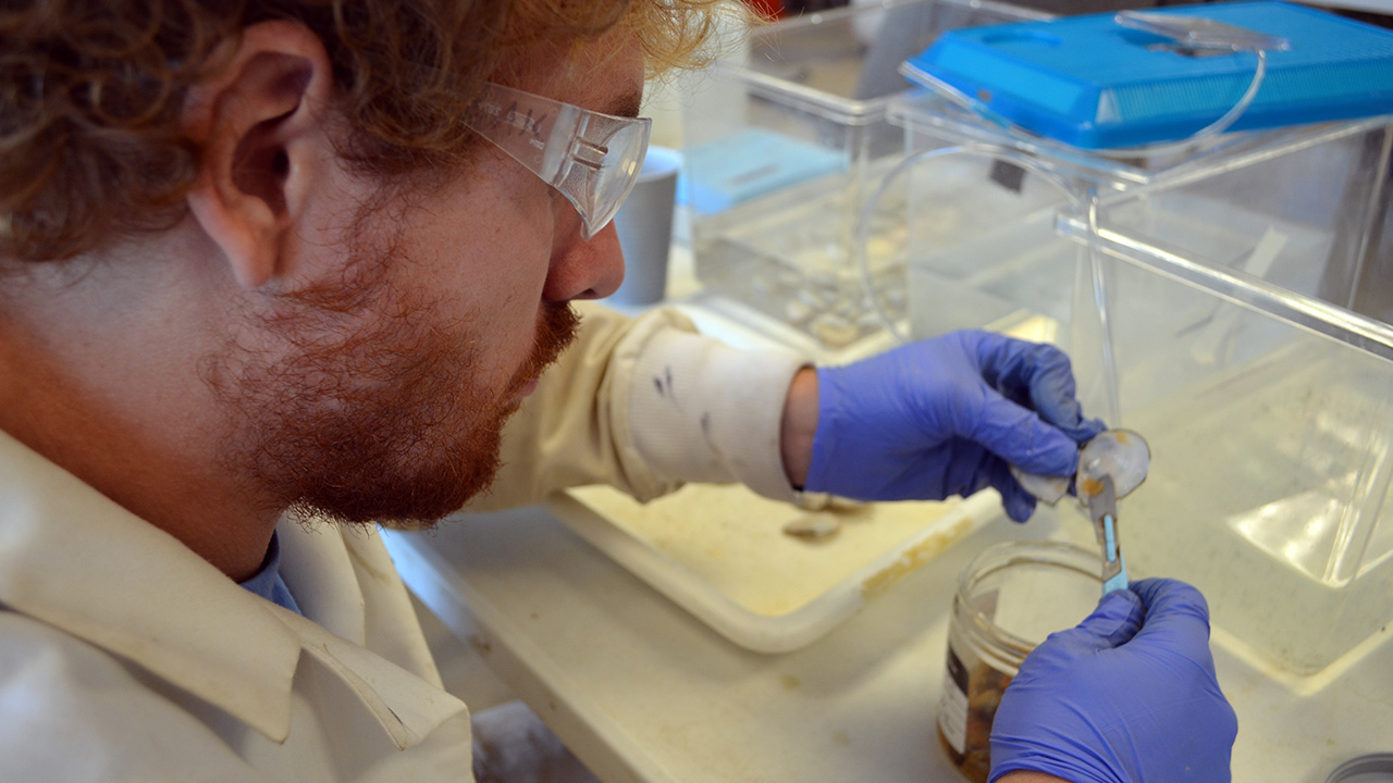 Tetra Tech lab technician carefully excise clam tissue to be used in the analysis of potential bioaccumulation of constituents