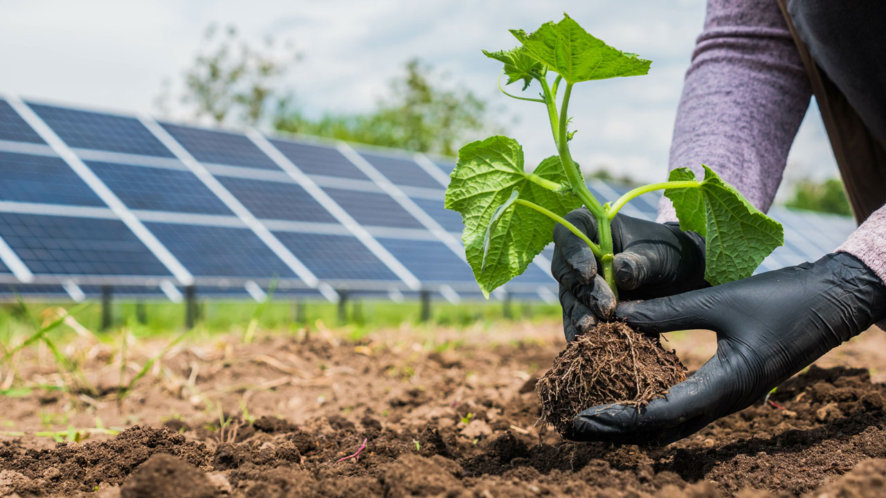 Hands planting a seedling in a field with solar panels in the background