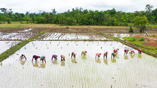 Group of farmers in their rice field in Cambodia