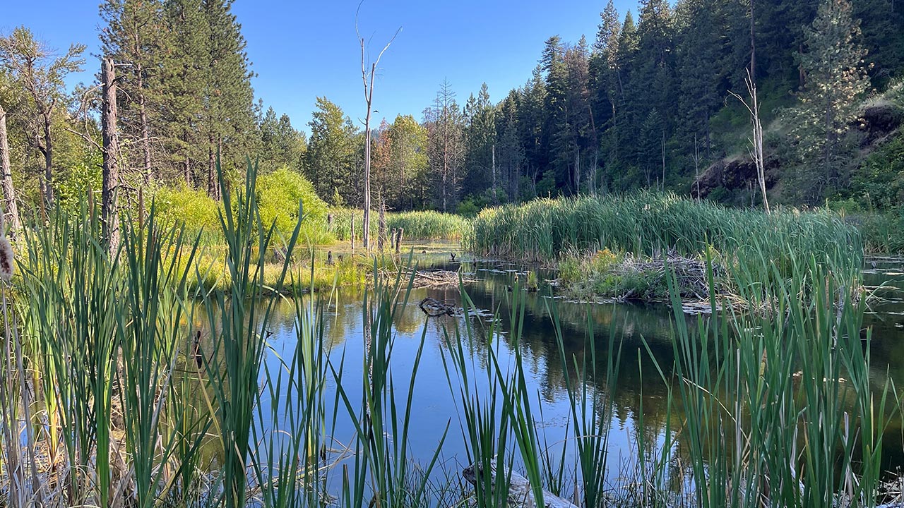 In-stream habitat and wetland restoration project for a restoration site in Northeast Oregon