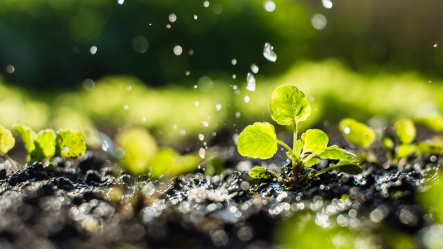 A close up of a plant growing out of soil