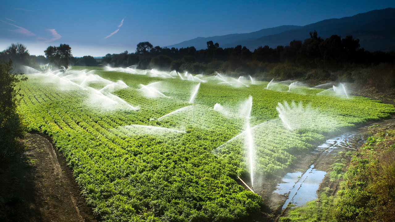 Irrigation sprinkler watering crops on fertile farmland