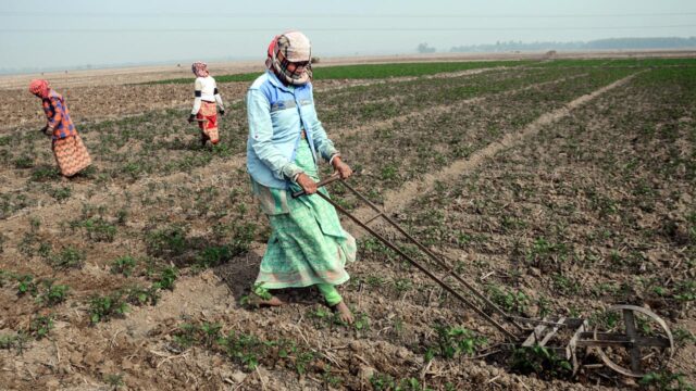 Women farmers tilling their land for potato crops