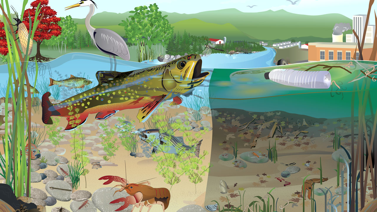 Original graphic developed by Tetra Tech that depicts a healthy and unhealthy freshwater stream in the upper reaches of the Chesapeake Bay watershed