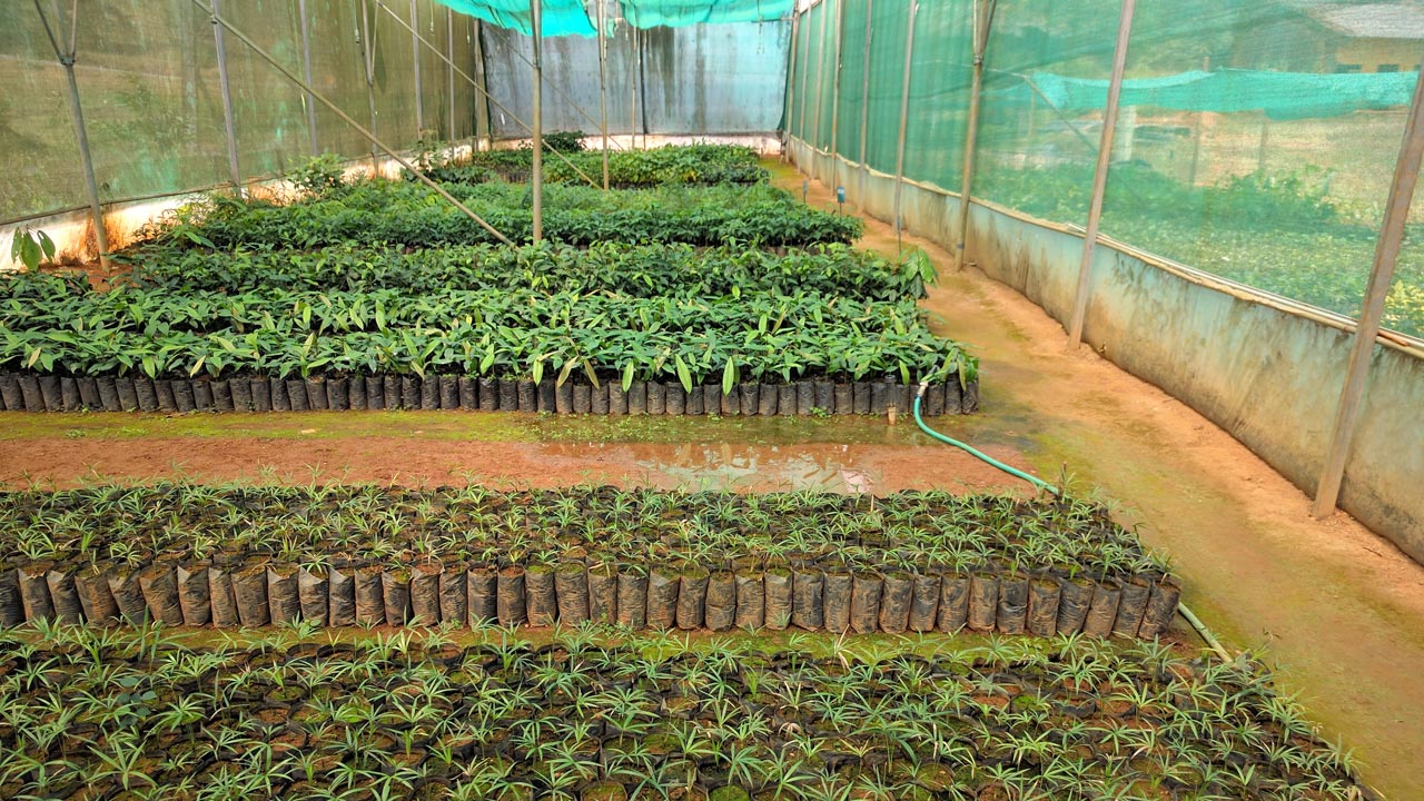 Long distance view of rows of crop seedlings growing in a greenhouse in Kosovo