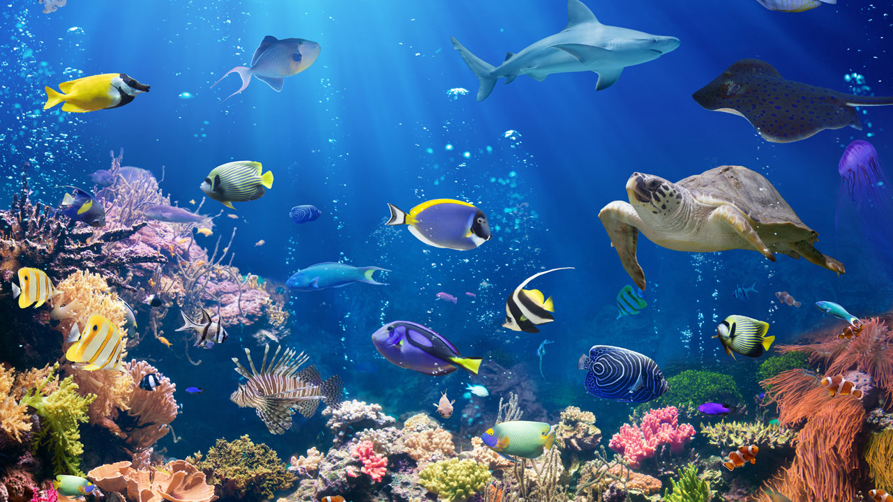 Underwater scene with a coral reef, colorful fish, and a sea turtle