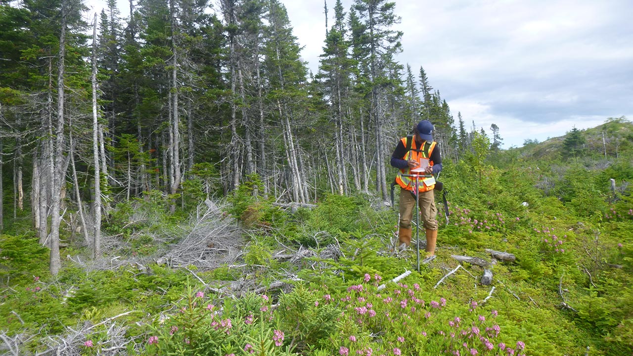 A Tetra Tech employee wearing PPE is standing near a forest and collecting data from a site investigation