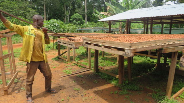 A person holding a tool in front of a recently harvested cocoa from a regenerated plantation, Pokola, Republic of Congo
