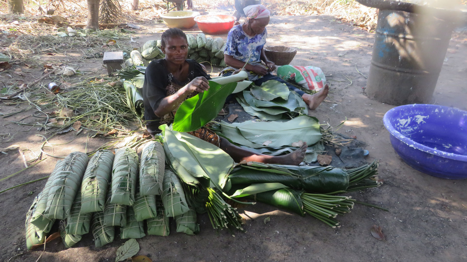 Women in the “Amis Manioc Bloc 6” cooperative in Imvoumba, gather cassava and transform it into chikwangue, a cassava bread