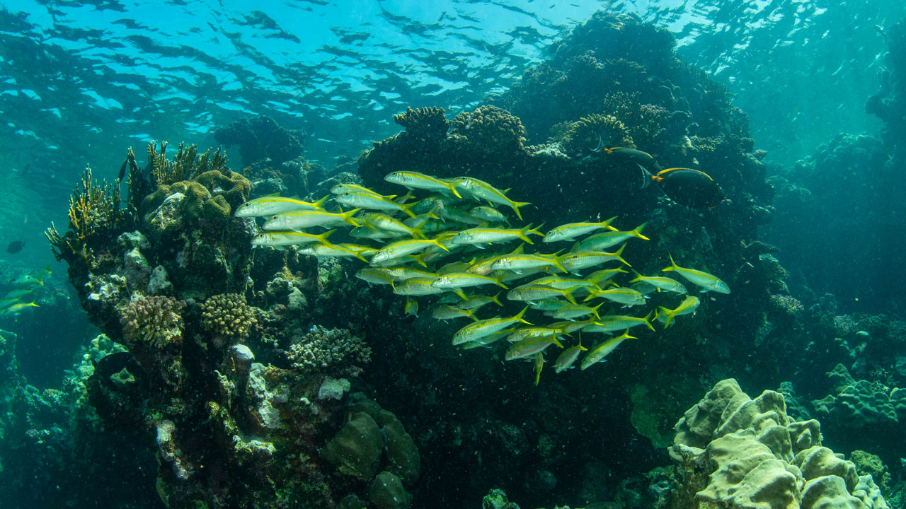 Small school of reef fish swimming underwater in Zambezia