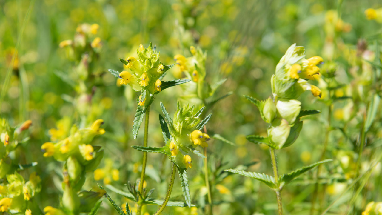 Yellow flowers in bloom in a field 