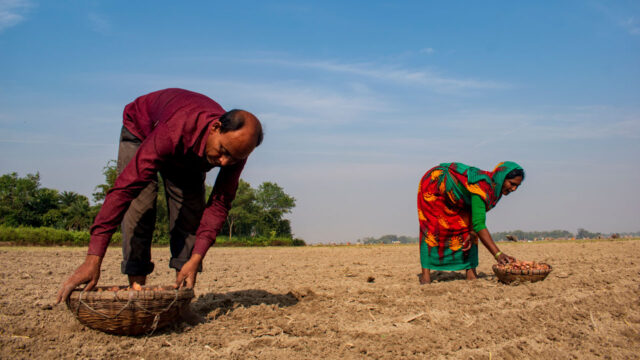 Husband and wife plant potato seeds in West Bengal, India