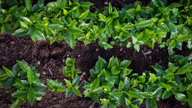 Above view of two rows of coffee bean seedlings