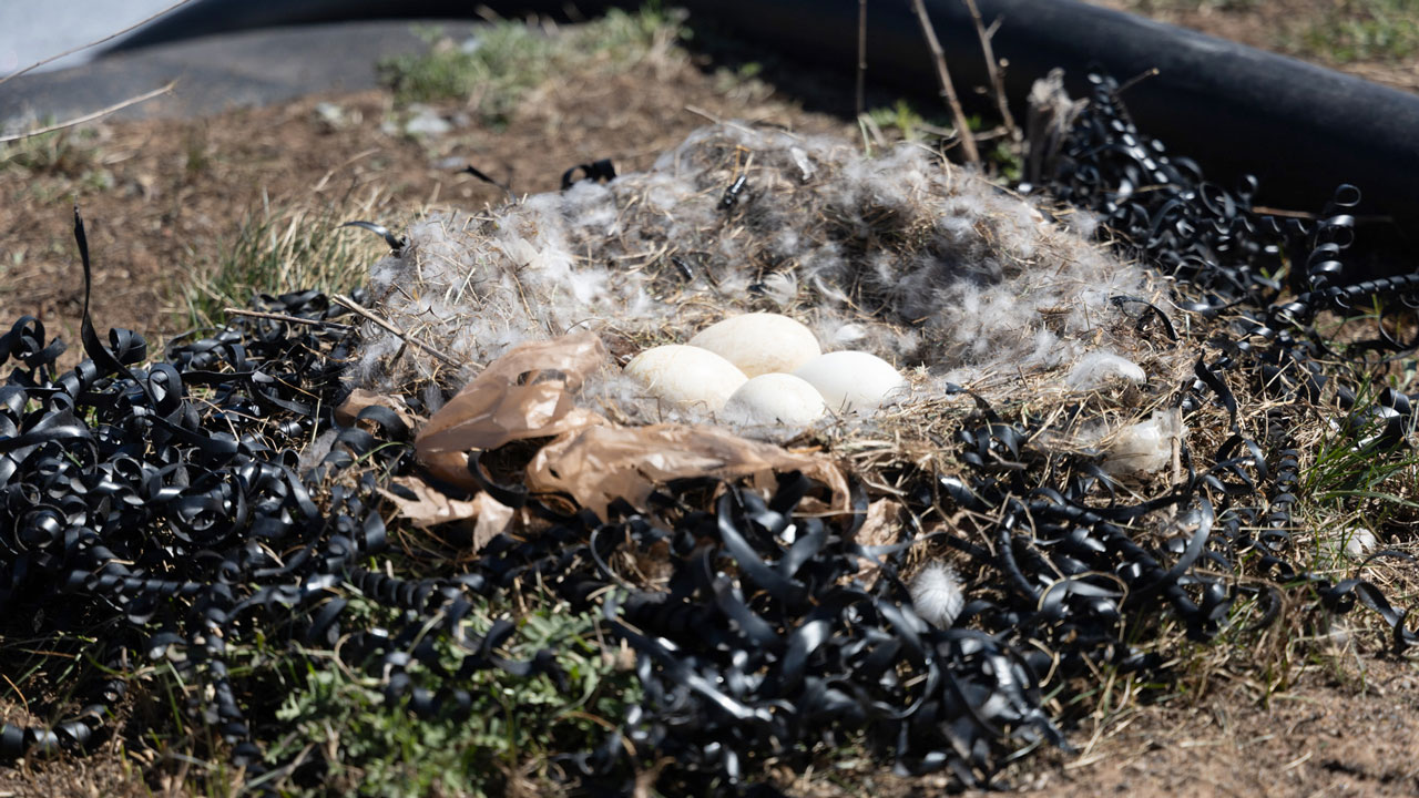 Goose nest built with construction materials available on a landfill