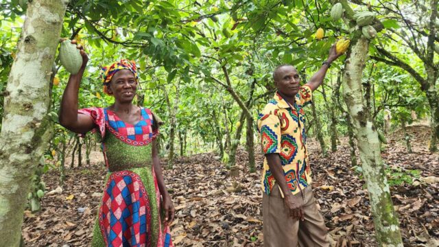 Two cocoa farmers in Assin Fosu, Ghana, stand in a grove of cocoa trees