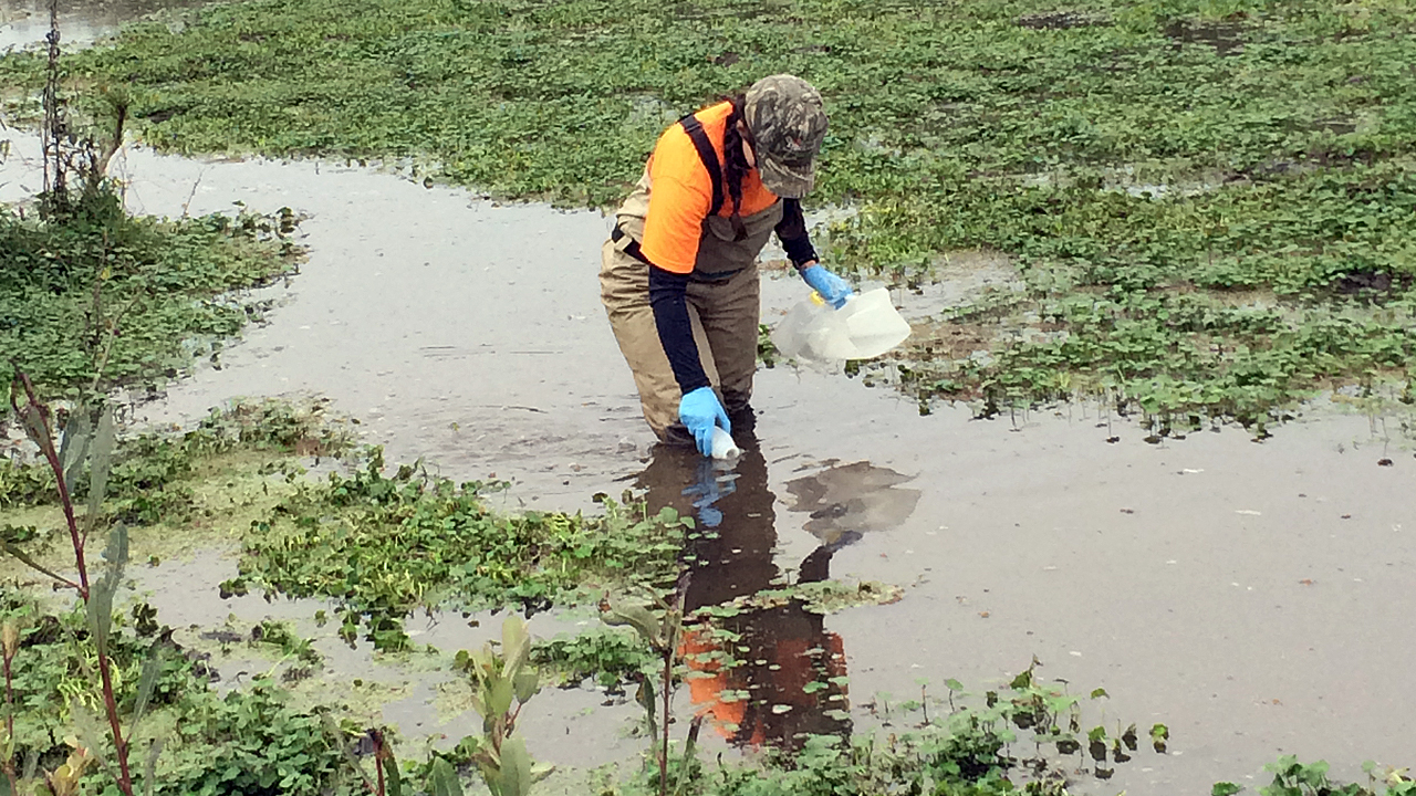 Person in protective gear collecting water samples from a shallow, vegetation-filled wetland area