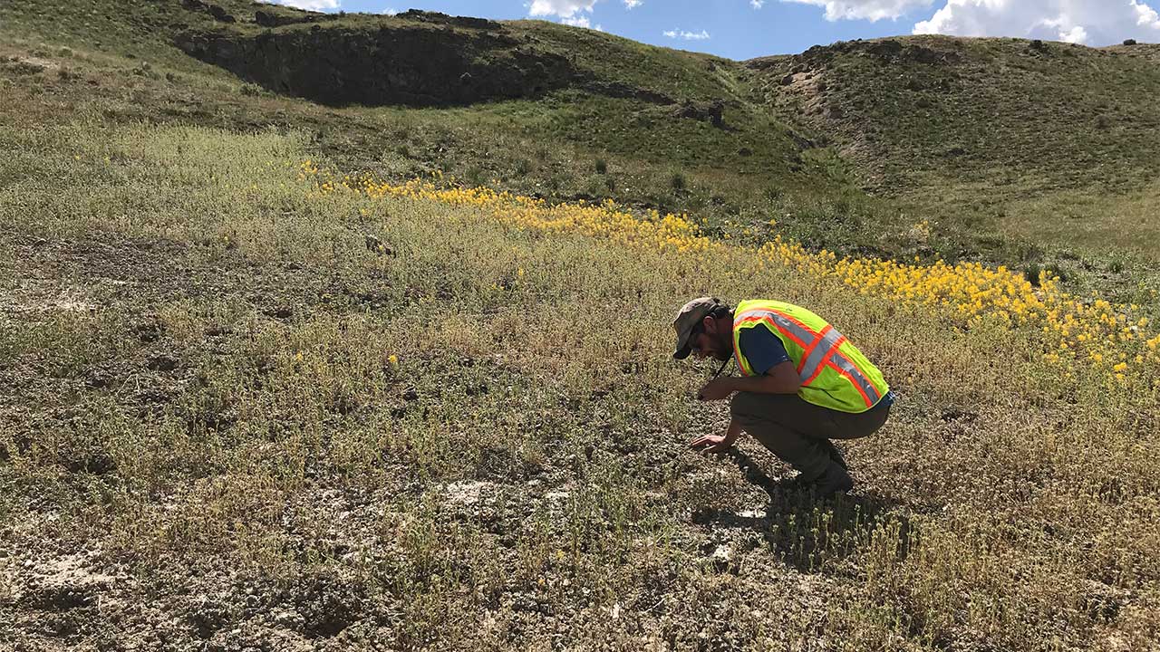 Employee conducting wildflower survey in grasslands