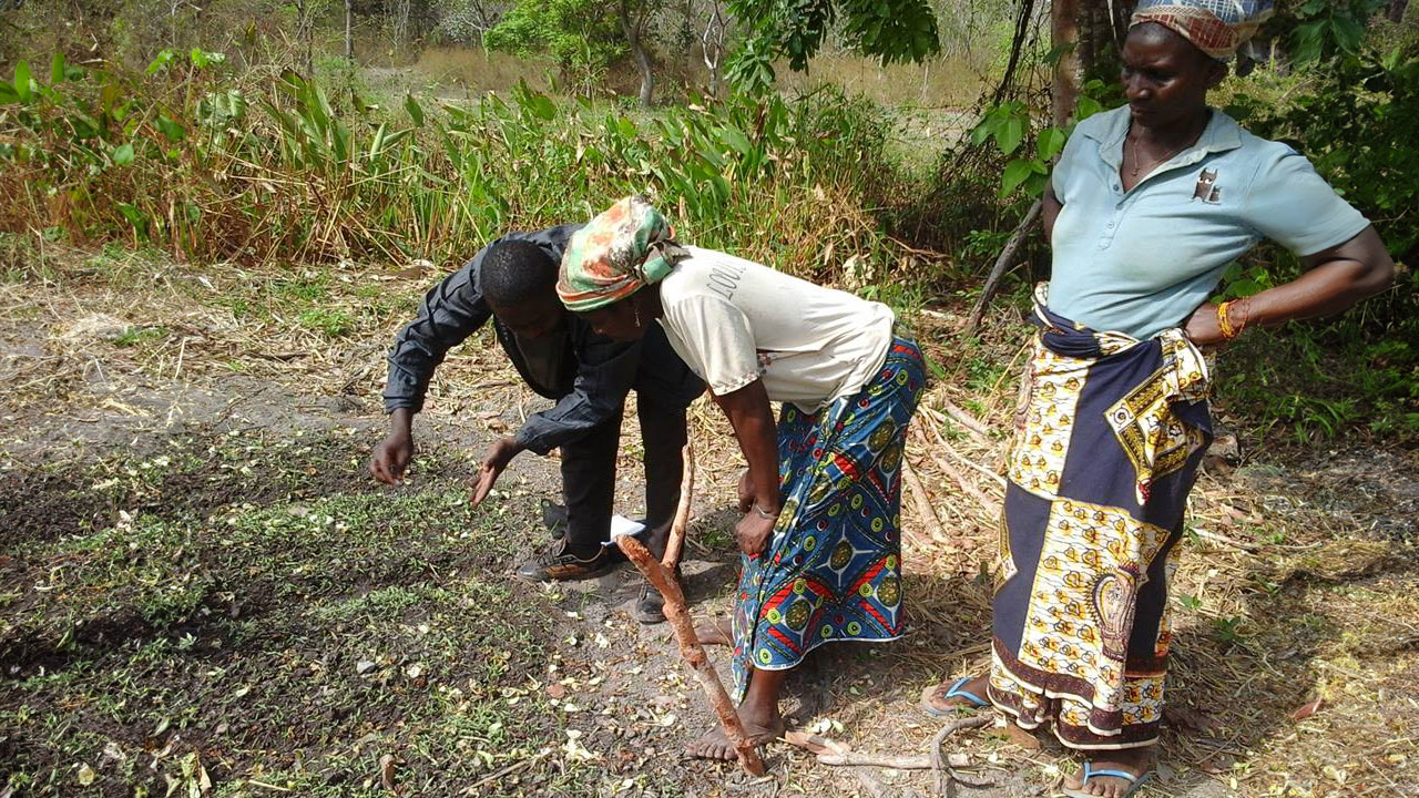 Three workers in a field looking at crops