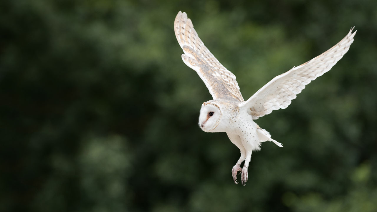 A white owl in flight with trees behind it