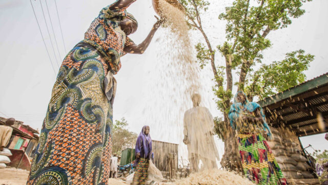 Woman winnowing, or dumping to filter, rice in Nigeria