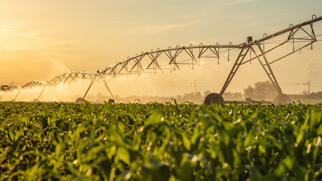 Water irrigation on corn field against sky