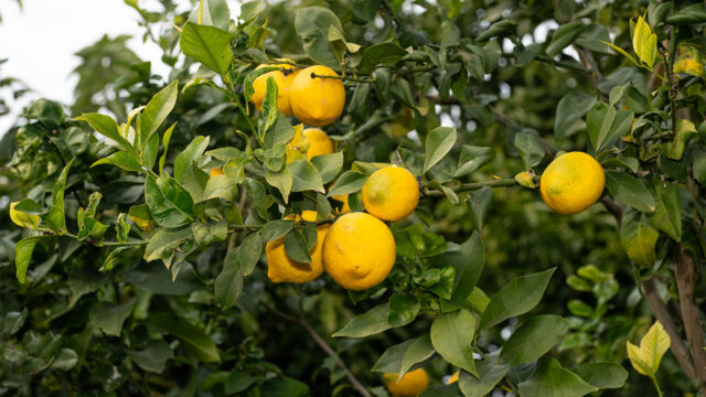 Closeup image of yellow lemons growing on a leafy green tree