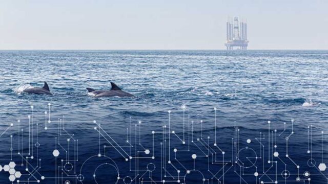 A pod of bottlenose dolphins at sea with an oil rig platform in the distance