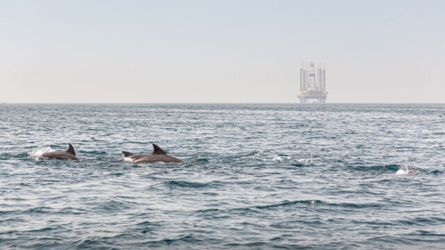 A pod of bottlenose dolphins at sea with an oil rig platform in the distance
