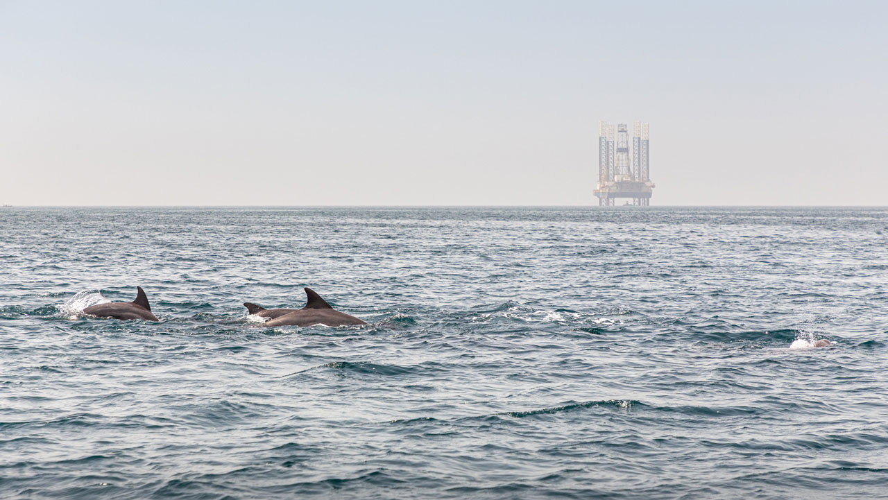 A pod of bottlenose dolphins at sea with an oil rig platform in the distance