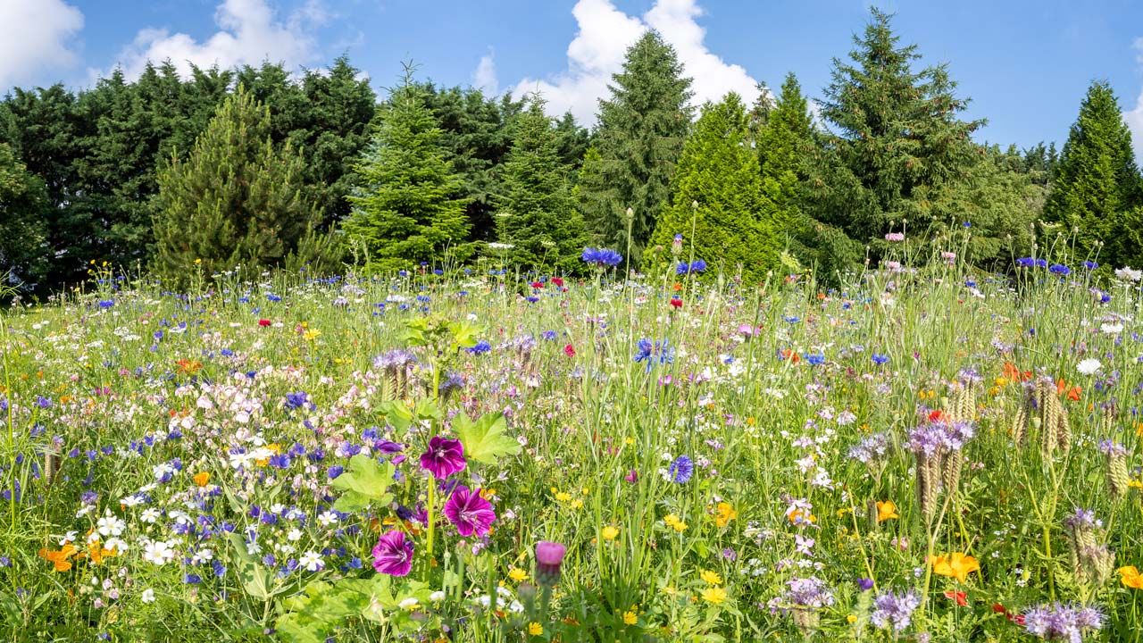 Colourful wildflowers in bloom in a meadow with pine trees in the background