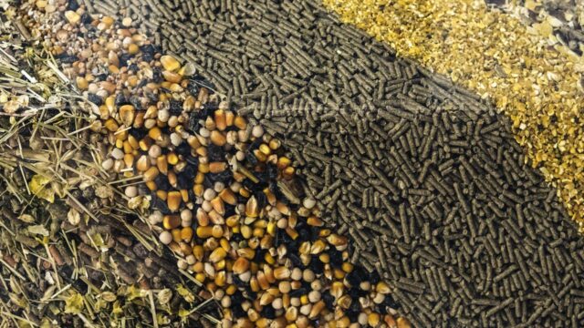 Different types of loose animal feed arranged in lines