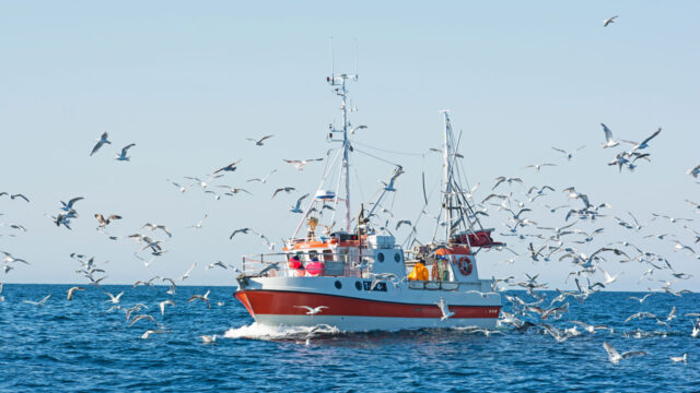 Fishing boat on the sea surrounded by seagulls in the air