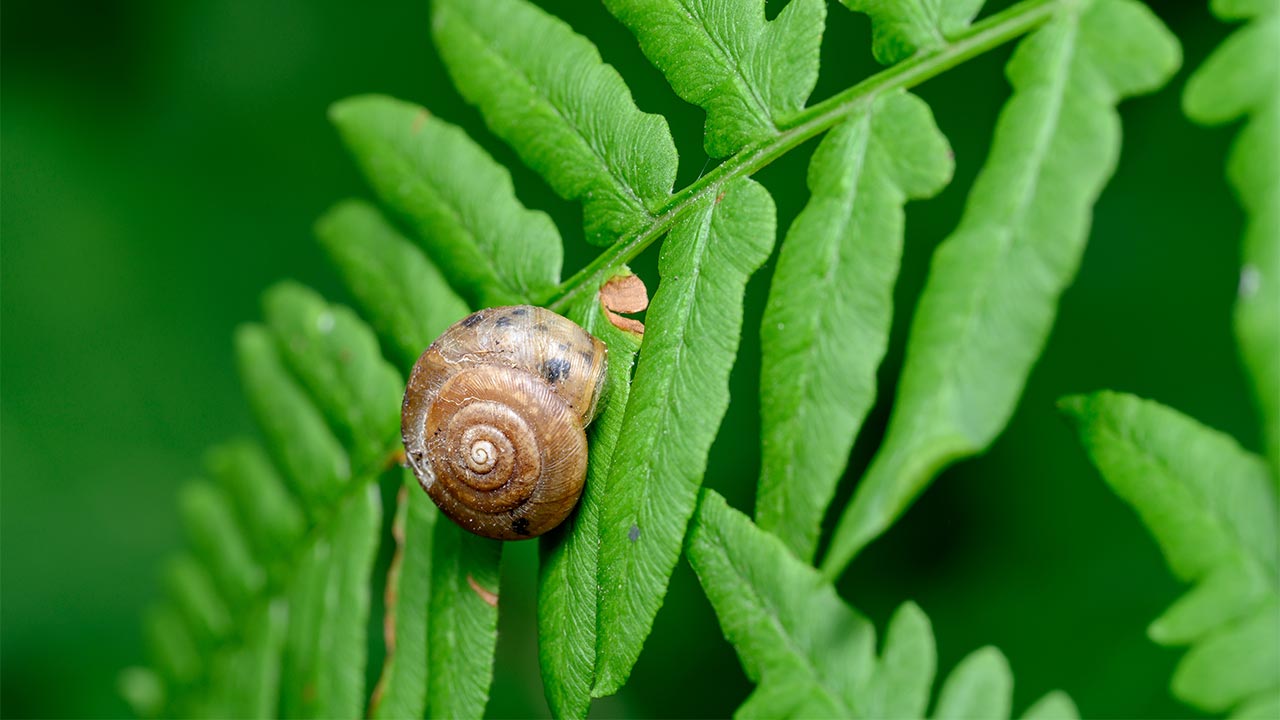 Close up image of the whorl snail underwater