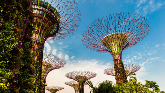 A view looking upwards at solar trees amongst real trees in a park area