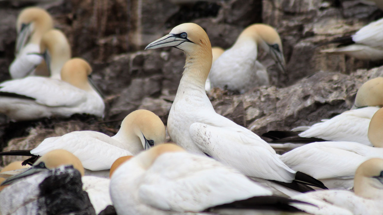A group of Gannets on a rocky shore
